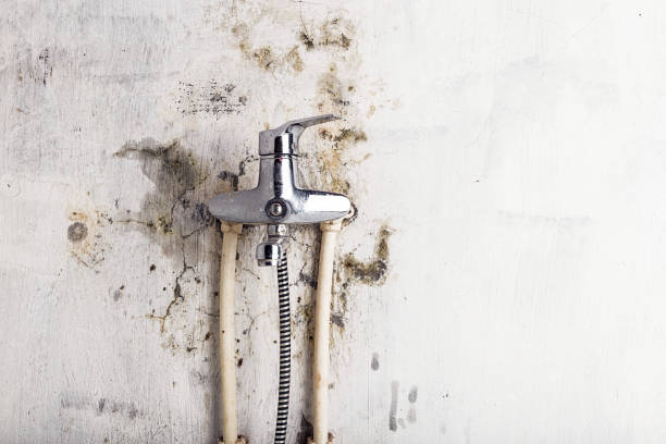 Reliable Cliffside Park, NJ Mold Removal Solutions